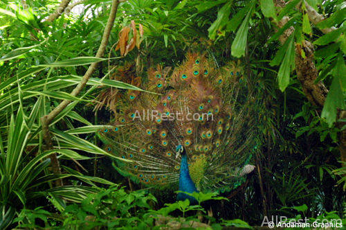 Hilton Phuket Arcadia Resort & Spa 24